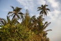 Close up day shot of a tall palm trees with large green leaves, branches and coconuts forming an island on a blue sky and white Royalty Free Stock Photo