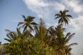 Close up day shot of a tall palm trees with large green leaves, branches and coconuts forming an island on a blue sky and white Royalty Free Stock Photo