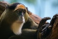 Close-up of De Brazza's Monkey with contemplative expression