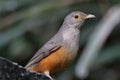 Close up de um Rufous-bellied Thrush Turdus rufiventris, isolado, pousado sobre um fundo em tons escuros