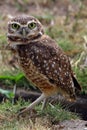 Close up de uma Burrowing Owl