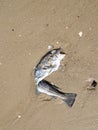 Close-up of a dead Atlantic cod (Gadus morhua) washed up on the North Sea beach Royalty Free Stock Photo