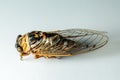 Close up of Dead Cicada shell Royalty Free Stock Photo