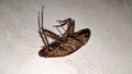 Close-up of a dead cockroach lying on its back on a white floor Royalty Free Stock Photo