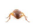 Close up dead cockroach on white Royalty Free Stock Photo