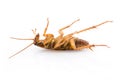 Close up dead cockroach on white Royalty Free Stock Photo