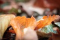 Close up of dead colorful tree leaves lying on forest ground