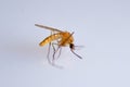 Close-up of a dead Common house mosquito, Culex pipiens Royalty Free Stock Photo