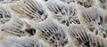 Close up of a dead coral in the sea, shallow depth of field