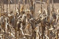 Close up of Dead Cornstalks and Corn Cobs in Farm Field in Spring Royalty Free Stock Photo