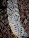 Close up of a dead, dried up, Perforated skeleton of a cholla jumping cactus in Arizona, USA. Royalty Free Stock Photo