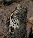 Close up of a dead, dried up, Perforated skeleton of a cholla jumping cactus in Arizona, USA.