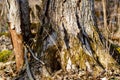 Close up of a dead elm tree