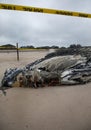 Dead Female Humpback Whale including Tail and Dorsal Fins on Fire Island, Long Island, Beach, with Sand in Foreground and Atlantic