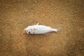 Close up Dead fish on the beach Royalty Free Stock Photo