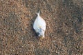 Close up Dead fish on the beach Royalty Free Stock Photo