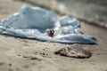 Close up of dead fish laying ashore the river because of high contamination level Royalty Free Stock Photo