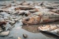 close-up of dead fish on the riverbed, killed by toxic runoff