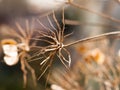 close up of dead flower heads stalk brown dry Royalty Free Stock Photo