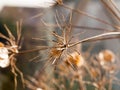 close up of dead flower heads stalk brown dry Royalty Free Stock Photo