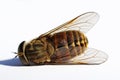 Close up of a dead furry dung bee Eristalis intricaria