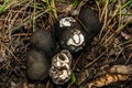 Dead Man\'s Fingers - Xyxlaria polymorpha