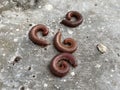 close up dead millipede on the ground Royalty Free Stock Photo
