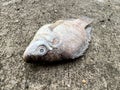 Dead nile fish on cement floor