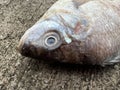 Close up dead nile fish on cement floor