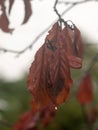 Close up of dead red dying leaves hanging on tree autumn Royalty Free Stock Photo