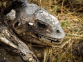 A close up of a dead and rotting corpse of land iguana. Royalty Free Stock Photo