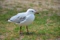 Close up dead seagull in the beach Royalty Free Stock Photo