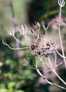 Close up of dead seed heads of umbellifer flower plant Royalty Free Stock Photo