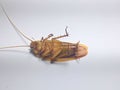 close-up of dead sewer cockroaches on a plain white background