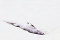 Close up of a dead shark on the beach Royalty Free Stock Photo