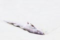 Close up of a dead shark on the beach