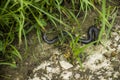 Dead snake on the road Royalty Free Stock Photo