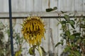 A close up of a dead sunflower in the backyard Royalty Free Stock Photo