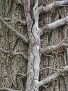 Close-up of a dead tendril of a creeper on a tree trunk Royalty Free Stock Photo