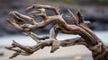 a close up of a dead tree branch with a beach in the background