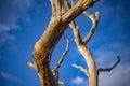 Close up of dead tree branches against blue sky at sunset Royalty Free Stock Photo