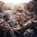 a close up of a dead tree on the ground