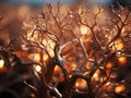 a close up of a dead tree with lights in the background