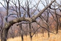 close up of a dead tree in a scorched forest