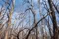 close up of a dead tree in a scorched forest Royalty Free Stock Photo