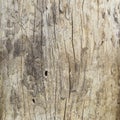 Close up of dead tree trunk Royalty Free Stock Photo