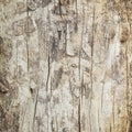 Close up of dead tree trunk Royalty Free Stock Photo