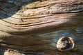 Close up of a dead tree trunk bark texture Royalty Free Stock Photo