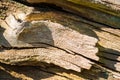 Close up of a dead tree trunk bark texture Royalty Free Stock Photo