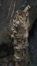 Close up of dead tree trunks